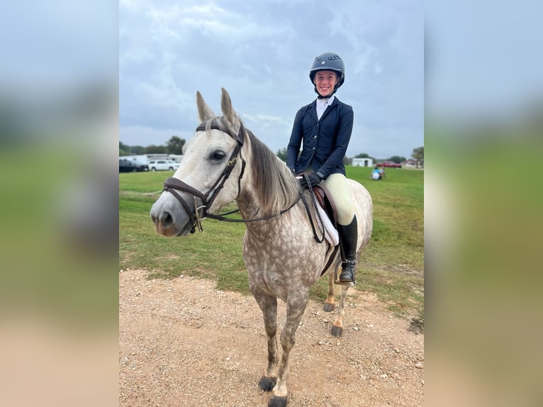 American Quarter Horse Stute 6 Jahre 142 cm Schimmel in Argyle, TX