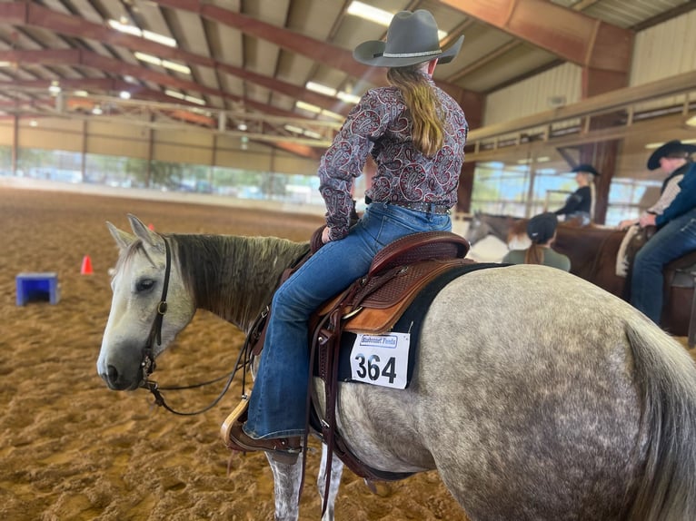 American Quarter Horse Stute 6 Jahre 142 cm Schimmel in Argyle, TX