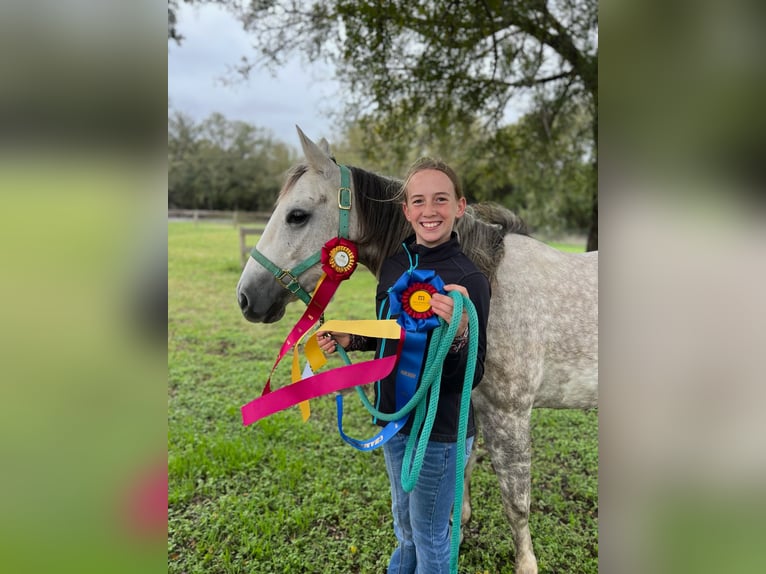 American Quarter Horse Stute 6 Jahre 142 cm Schimmel in Argyle, TX