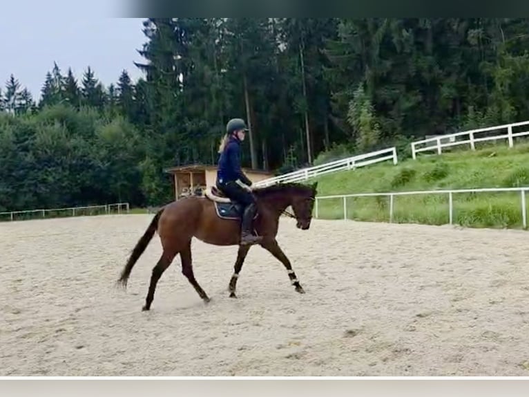 American Quarter Horse Stute 6 Jahre 144 cm in Pelmberg