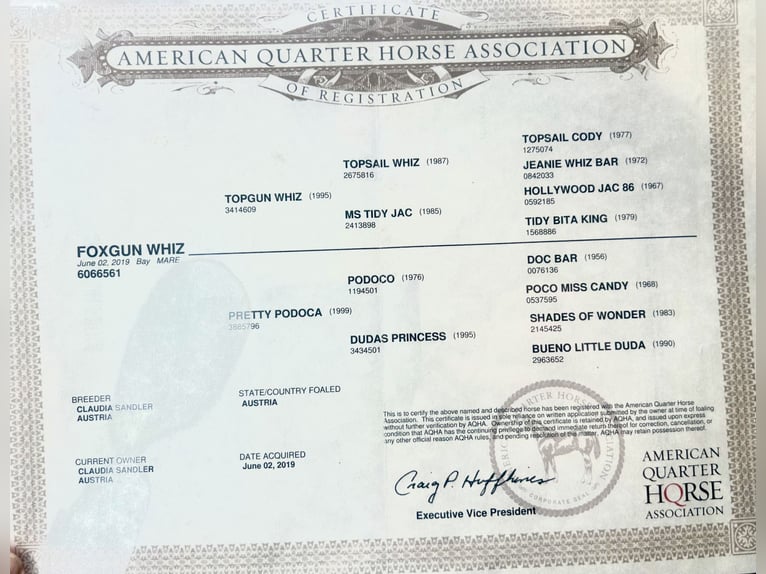 American Quarter Horse Stute 6 Jahre 144 cm in Pelmberg
