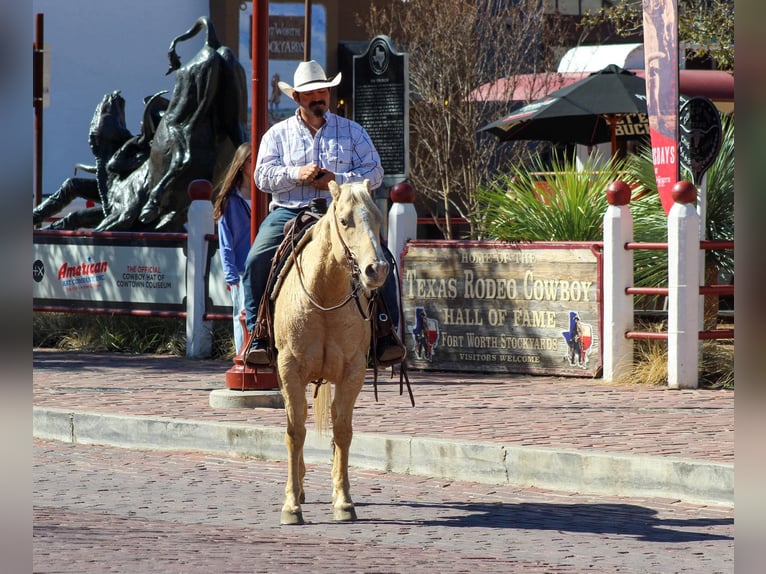 American Quarter Horse Stute 6 Jahre 145 cm Palomino in Stephenville TX
