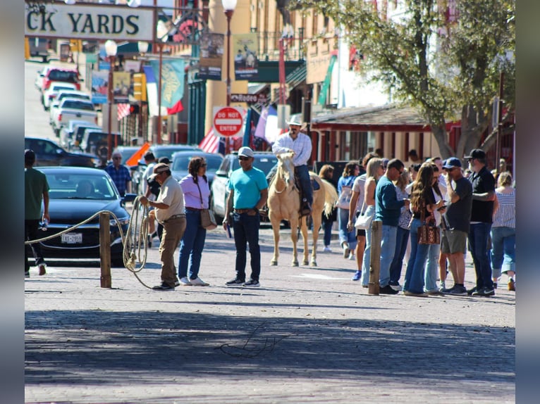 American Quarter Horse Stute 6 Jahre 145 cm Palomino in Stephenville TX