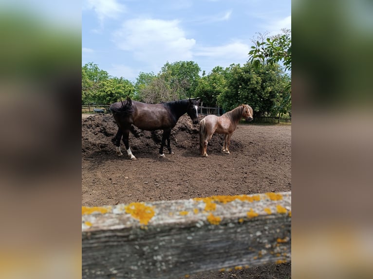 American Quarter Horse Stute 6 Jahre 145 cm Rappe in Neusiedl am See