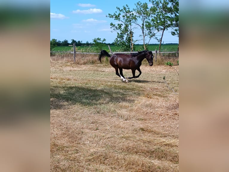 American Quarter Horse Stute 6 Jahre 145 cm Rappe in Neusiedl am See