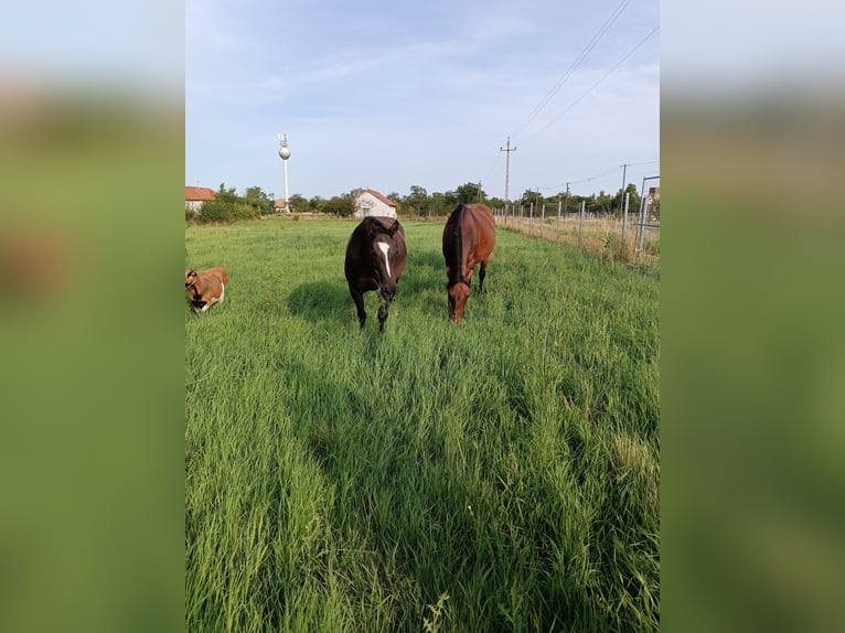 American Quarter Horse Stute 6 Jahre 145 cm Rappe in Neusiedl am See