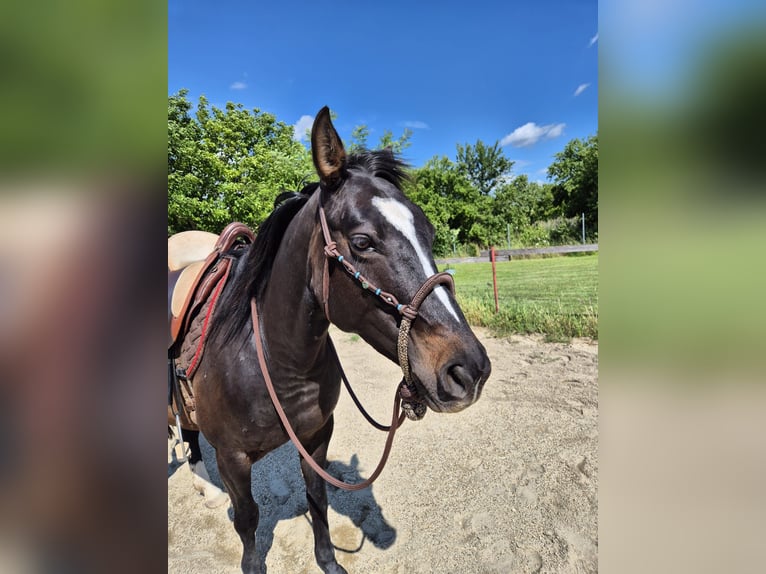 American Quarter Horse Stute 6 Jahre 145 cm Rappe in Neusiedl am See