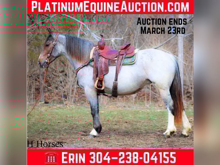 American Quarter Horse Stute 6 Jahre 145 cm Roan-Bay in Flemingsburg Ky