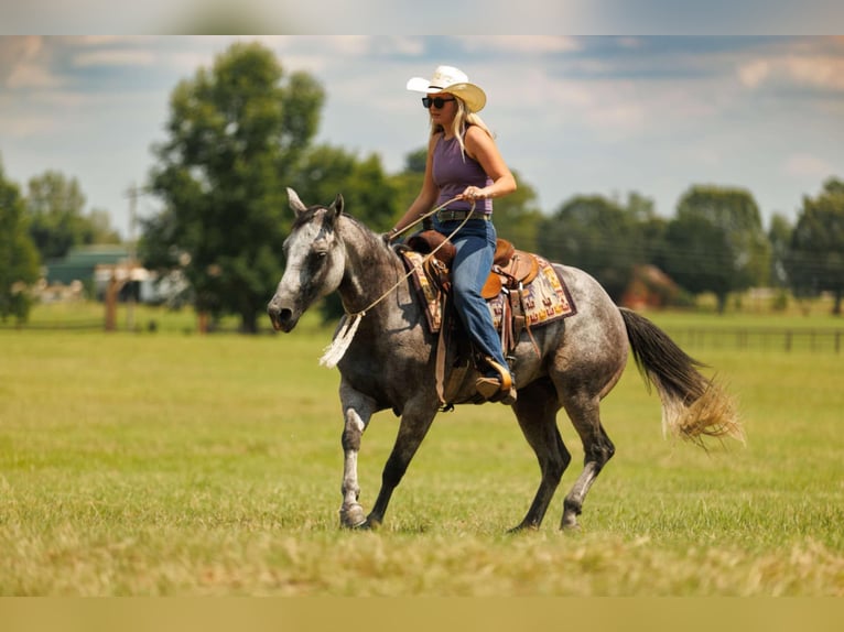 American Quarter Horse Stute 6 Jahre 145 cm Schimmel in Quitman, AR