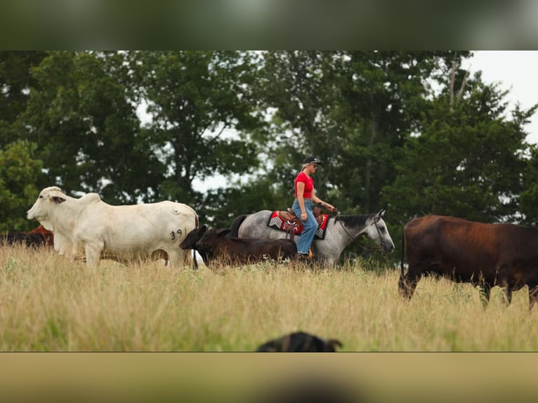 American Quarter Horse Stute 6 Jahre 145 cm Schimmel in Quitman, AR