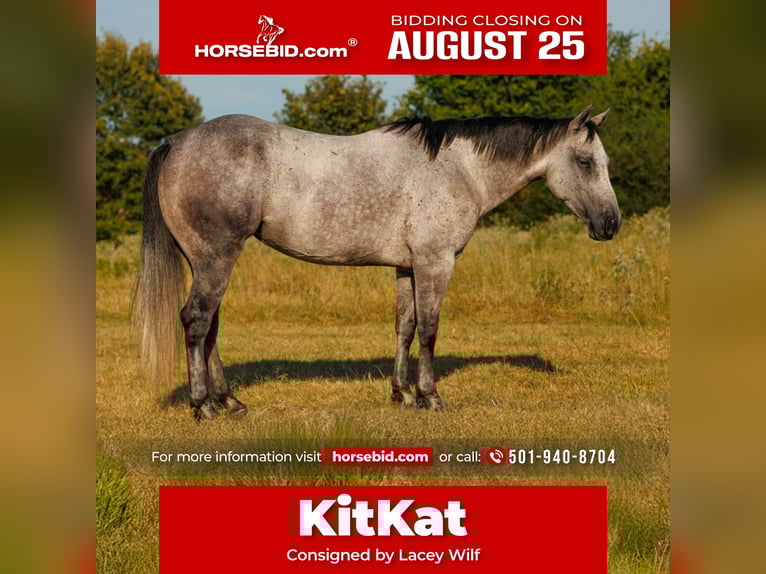 American Quarter Horse Stute 6 Jahre 145 cm Schimmel in Quitman, AR