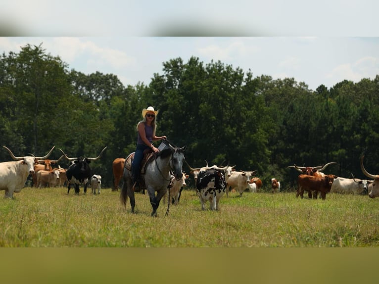 American Quarter Horse Stute 6 Jahre 145 cm Schimmel in Quitman, AR