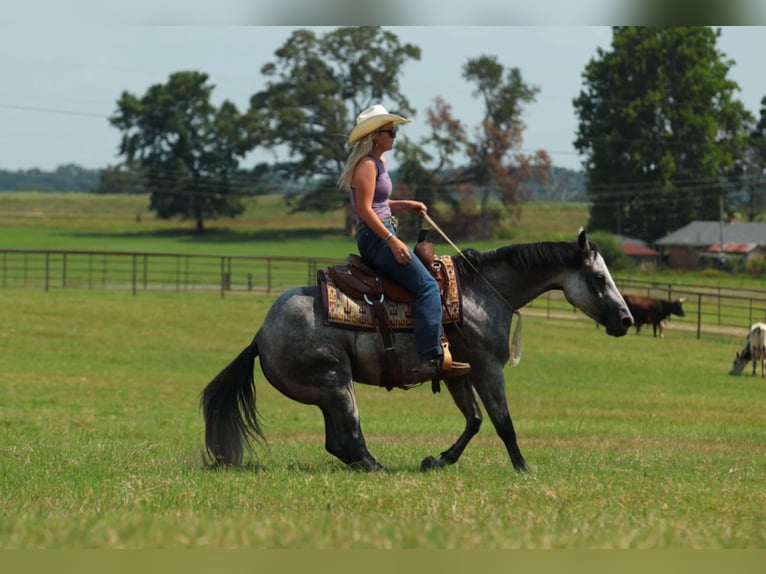 American Quarter Horse Stute 6 Jahre 145 cm Schimmel in Quitman, AR