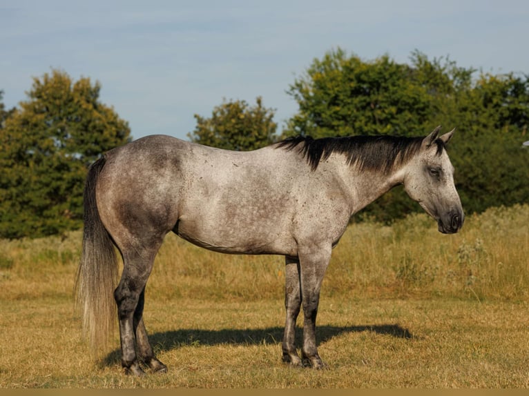 American Quarter Horse Stute 6 Jahre 145 cm Schimmel in Quitman, AR