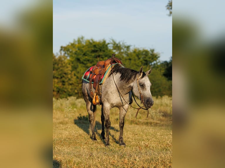 American Quarter Horse Stute 6 Jahre 145 cm Schimmel in Quitman, AR