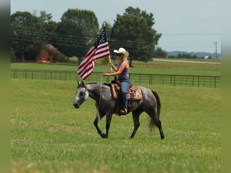 American Quarter Horse Stute 6 Jahre 145 cm Schimmel in Quitman, AR