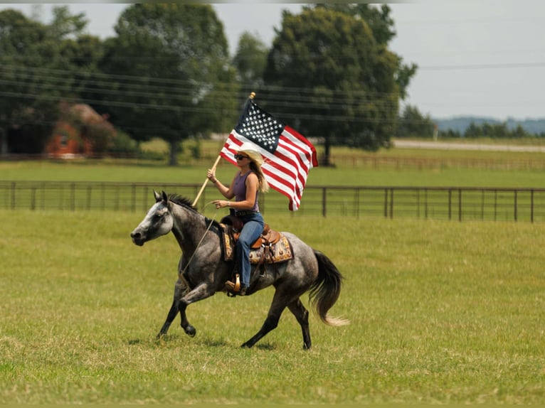 American Quarter Horse Stute 6 Jahre 145 cm Schimmel in Quitman, AR