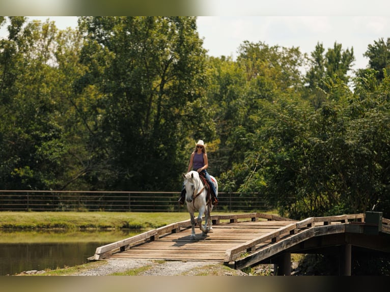 American Quarter Horse Stute 6 Jahre 145 cm Schimmel in Quitman, AR