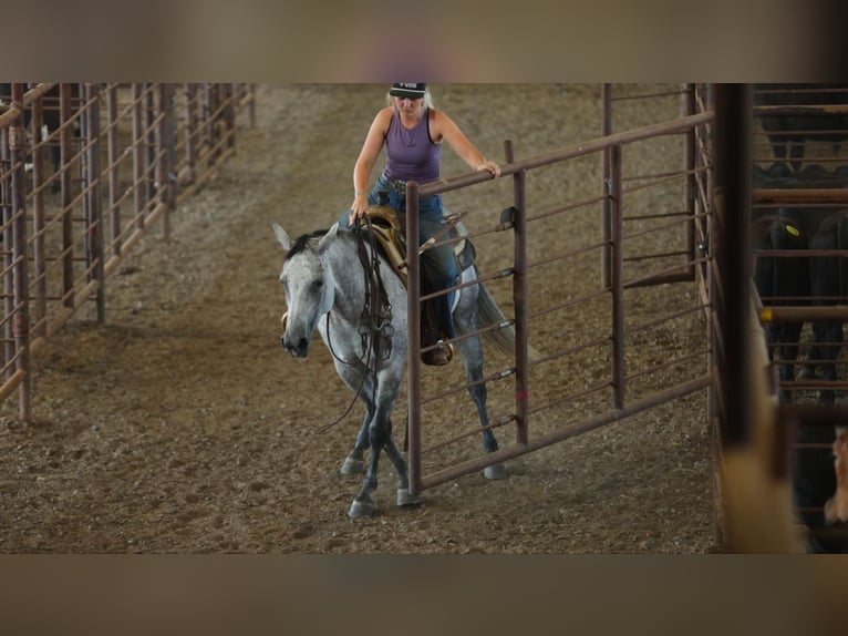 American Quarter Horse Stute 6 Jahre 145 cm Schimmel in Quitman, AR