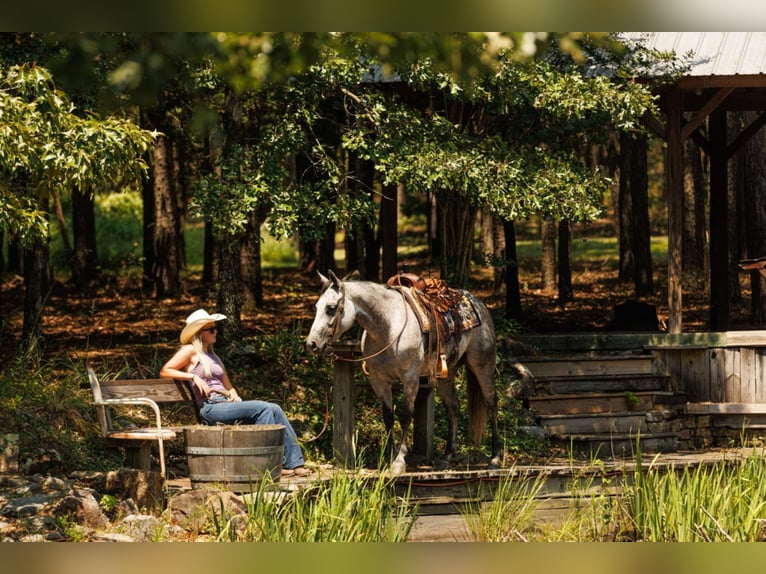 American Quarter Horse Stute 6 Jahre 145 cm Schimmel in Quitman, AR