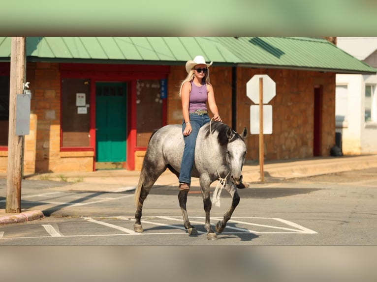 American Quarter Horse Stute 6 Jahre 145 cm Schimmel in Quitman, AR