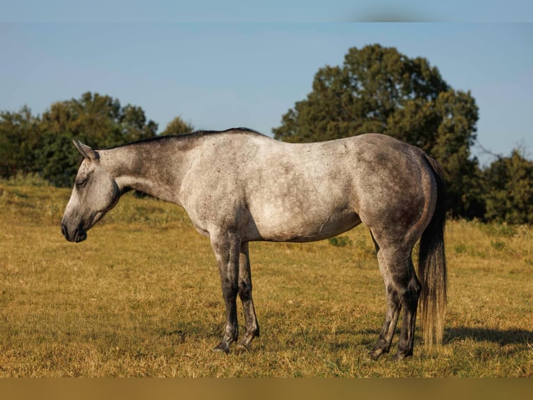 American Quarter Horse Stute 6 Jahre 145 cm Schimmel in Quitman, AR