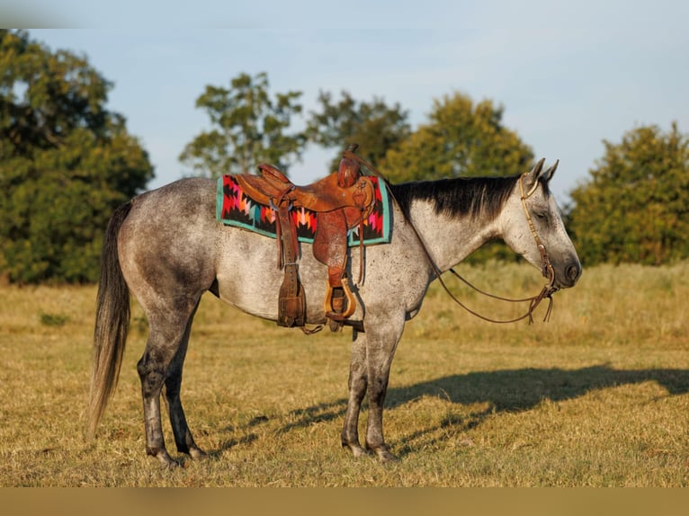 American Quarter Horse Stute 6 Jahre 145 cm Schimmel in Quitman, AR