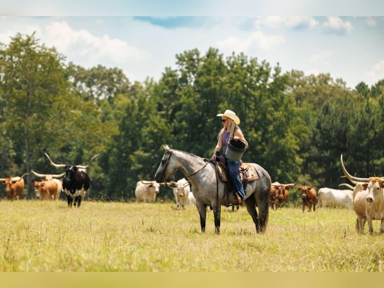 American Quarter Horse Stute 6 Jahre 145 cm Schimmel in Quitman, AR