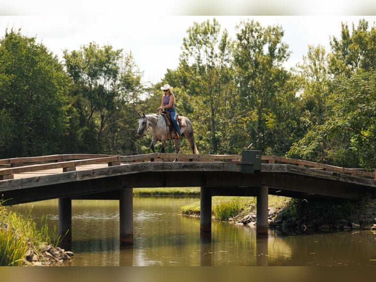 American Quarter Horse Stute 6 Jahre 145 cm Schimmel in Quitman, AR