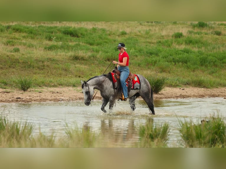 American Quarter Horse Stute 6 Jahre 145 cm Schimmel in Quitman, AR