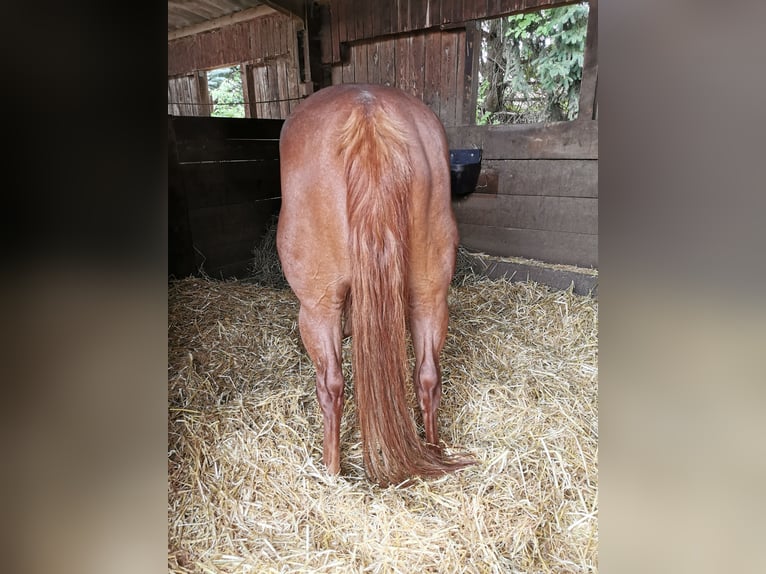 American Quarter Horse Stute 6 Jahre 146 cm Fuchs in Schwaikheim