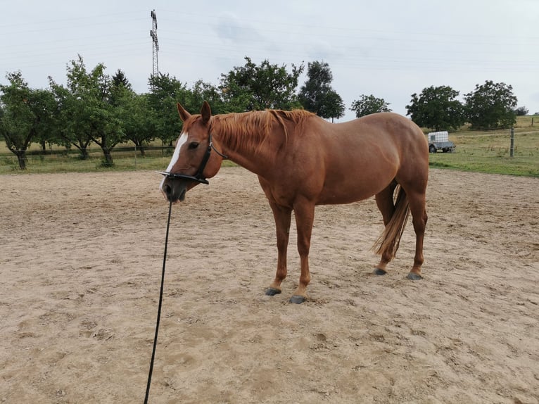 American Quarter Horse Stute 6 Jahre 146 cm Fuchs in Schwaikheim