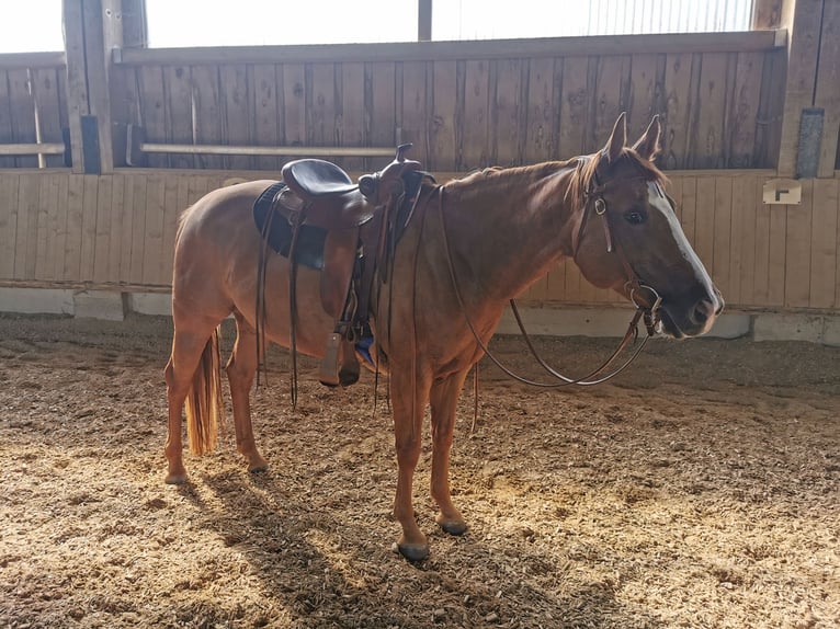 American Quarter Horse Stute 6 Jahre 146 cm Fuchs in Schwaikheim
