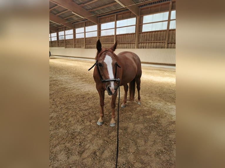 American Quarter Horse Stute 6 Jahre 146 cm Fuchs in Schwaikheim