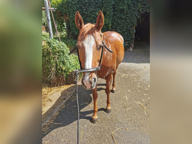 American Quarter Horse Stute 6 Jahre 146 cm Fuchs in Schwaikheim
