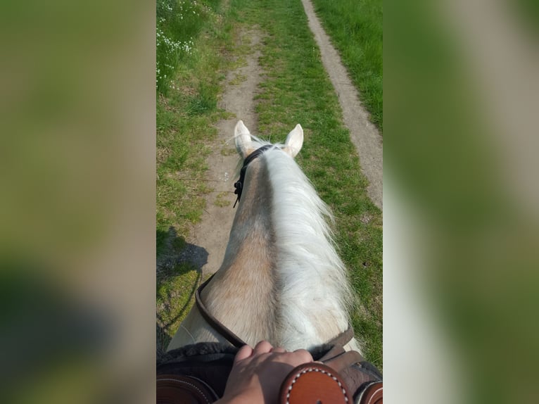 American Quarter Horse Stute 6 Jahre 146 cm Palomino in Montabaur