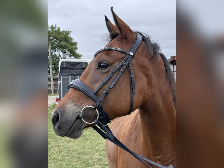 American Quarter Horse Mix Stute 6 Jahre 147 cm Brauner in Unna