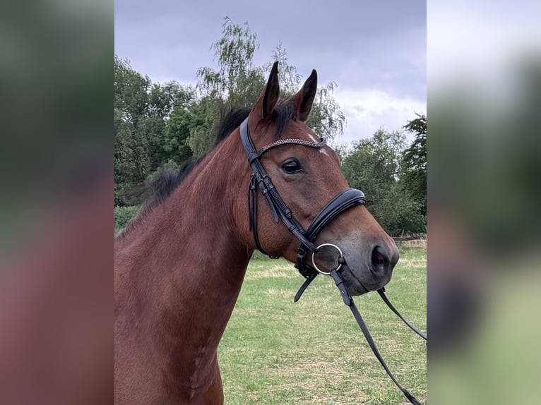 American Quarter Horse Mix Stute 6 Jahre 147 cm Brauner in Unna