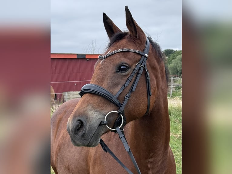 American Quarter Horse Mix Stute 6 Jahre 147 cm Brauner in Unna