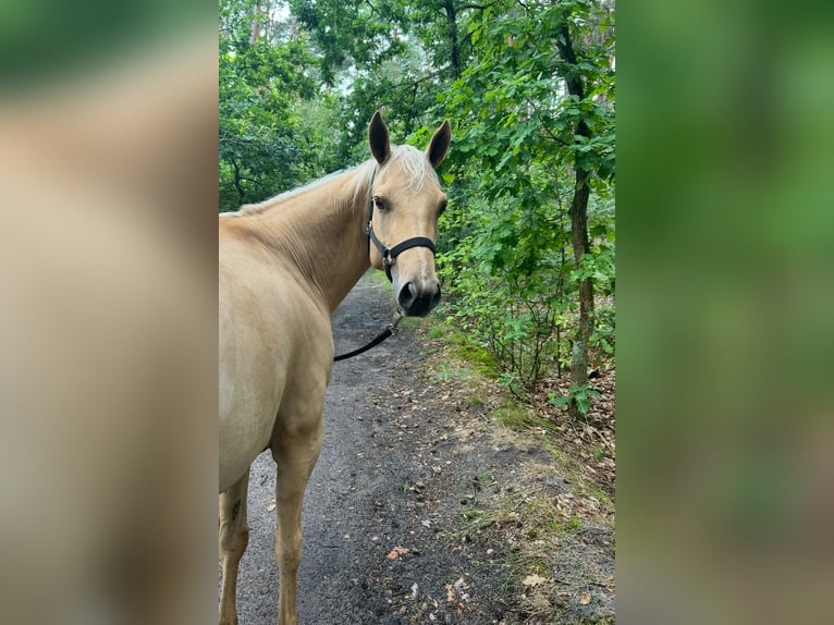 American Quarter Horse Stute 6 Jahre 147 cm Palomino in Barwedel