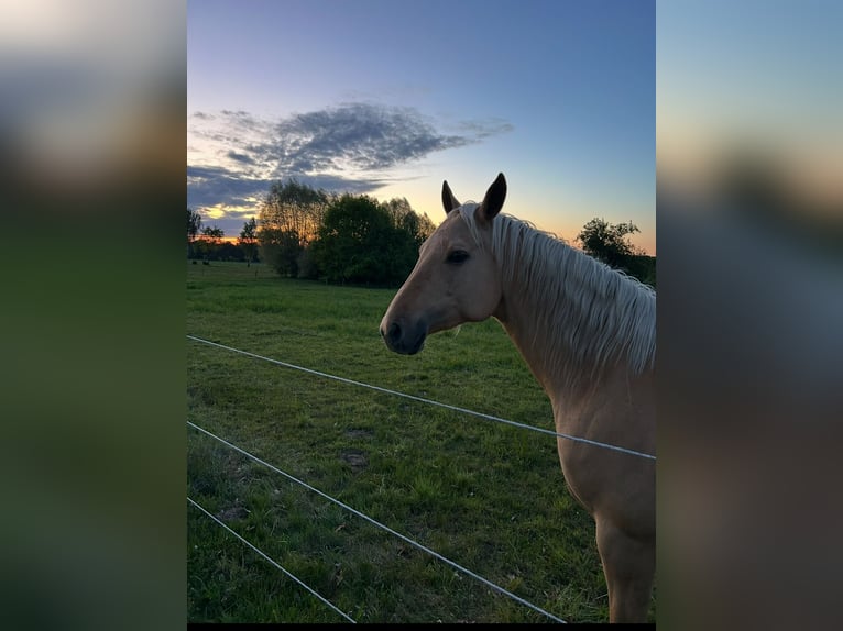 American Quarter Horse Stute 6 Jahre 147 cm Palomino in Barwedel