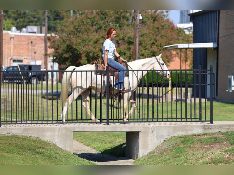 American Quarter Horse Stute 6 Jahre 147 cm Palomino in Forney