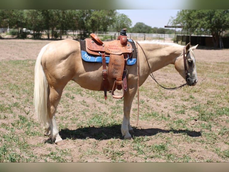 American Quarter Horse Stute 6 Jahre 147 cm Palomino in El Paso TX