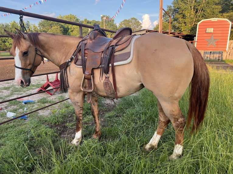 American Quarter Horse Stute 6 Jahre 147 cm Red Dun in Bloomburg, TX