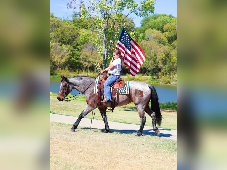 American Quarter Horse Stute 6 Jahre 147 cm Roan-Bay in Forney, TX