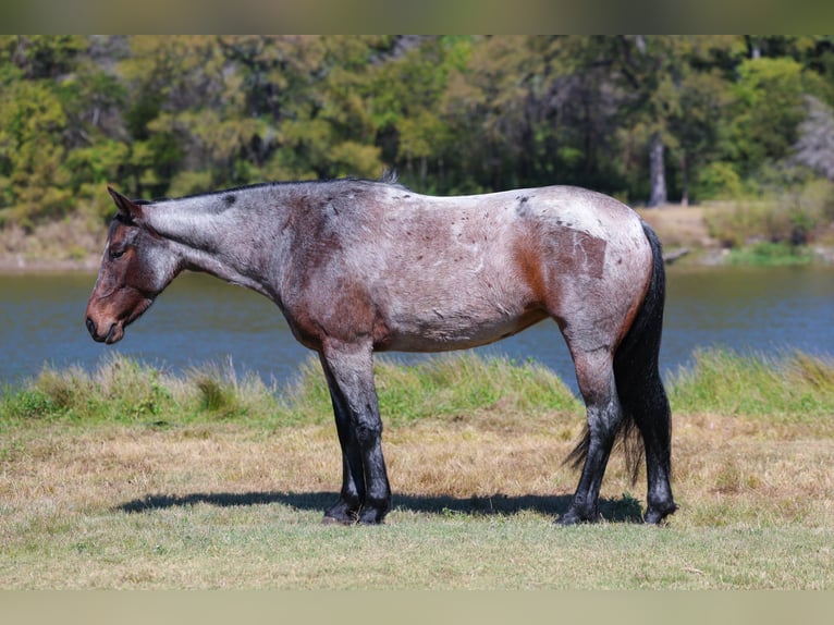 American Quarter Horse Stute 6 Jahre 147 cm Roan-Bay in Forney, TX