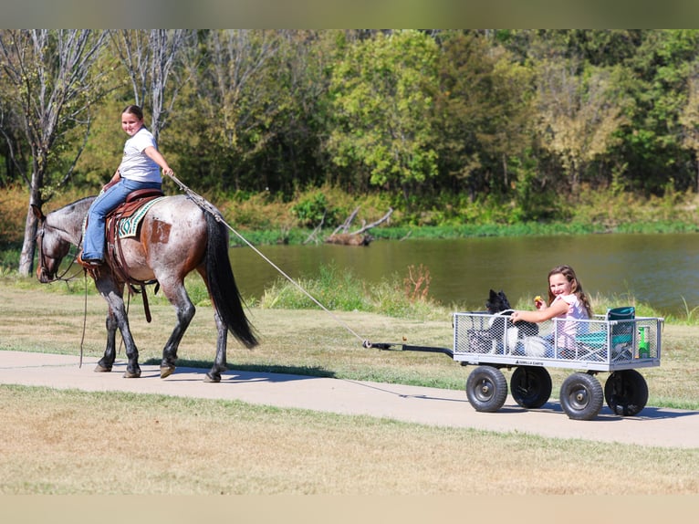 American Quarter Horse Stute 6 Jahre 147 cm Roan-Bay in Forney, TX