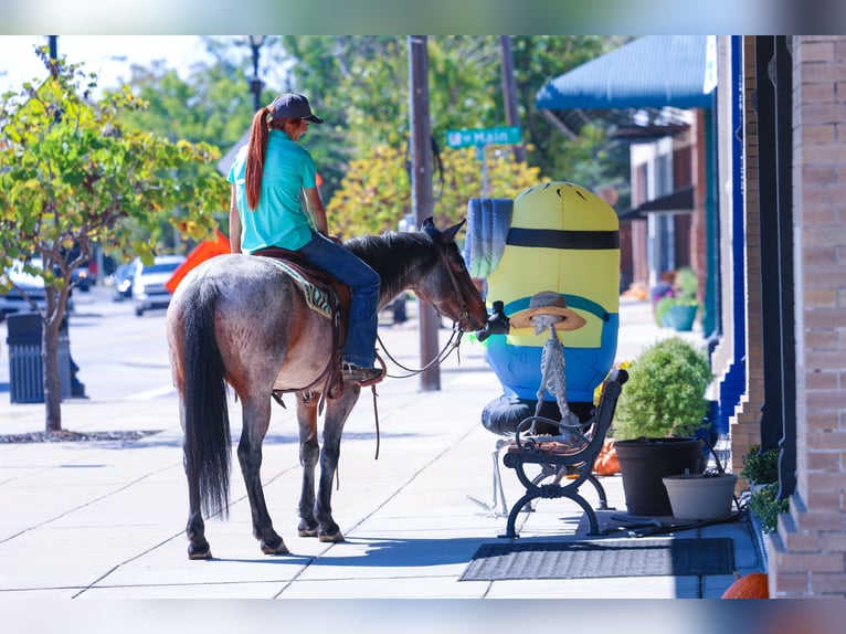 American Quarter Horse Stute 6 Jahre 147 cm Roan-Bay in Forney, TX