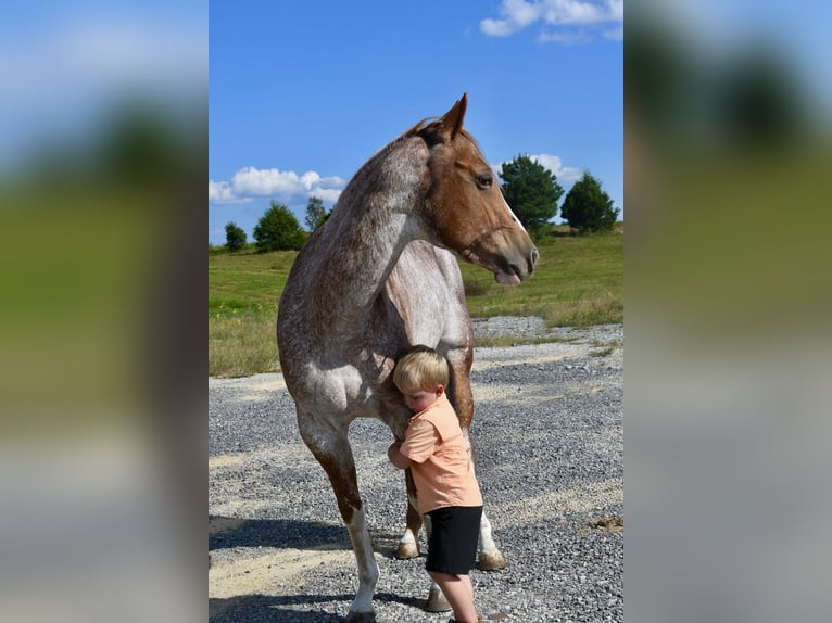 American Quarter Horse Stute 6 Jahre 147 cm Roan-Red in Pikeville