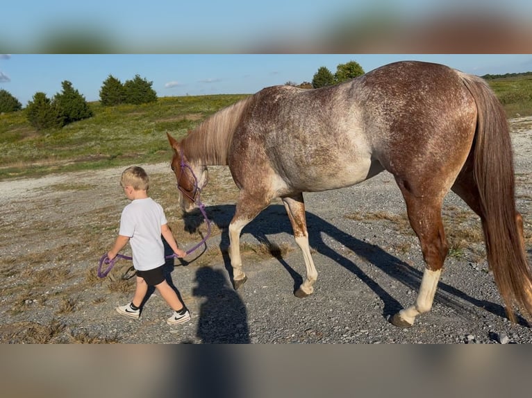 American Quarter Horse Stute 6 Jahre 147 cm Roan-Red in Pikeville